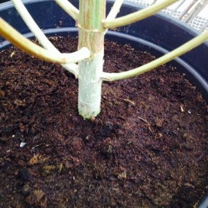 Plant pot and soil