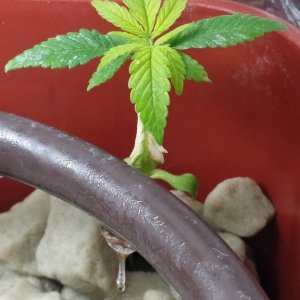 First Month Difficulties on New Grow