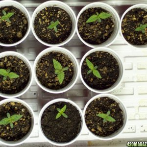 ice/papaya seedlings