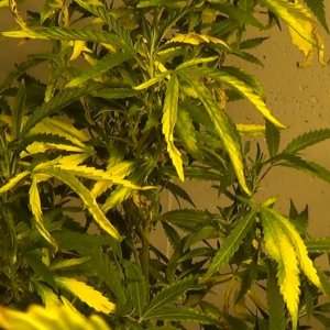yellowing in grow