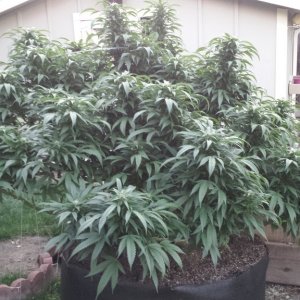 Girl Scout LST outside