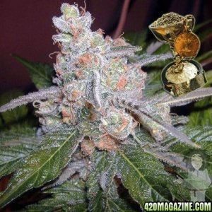 bc-bud-depot-the-purps-seeds_500
