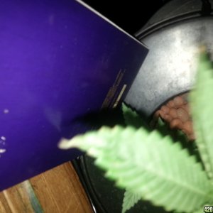Plant issues