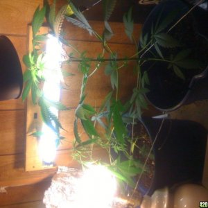 grow month 3