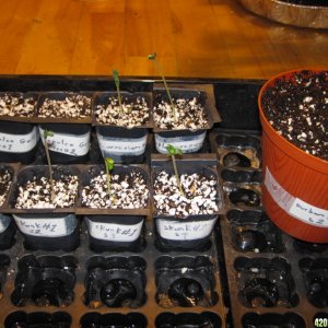 Seeds started ,It going all good