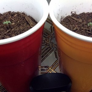 First grow and need help!