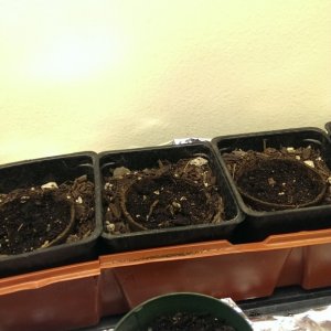 Seedling Progress