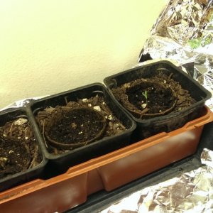 Seedling Progress