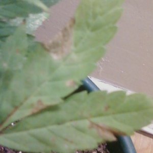 need help with my plant