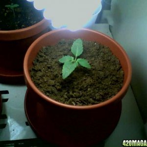 1st_grow_1