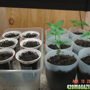 Seeds & plants