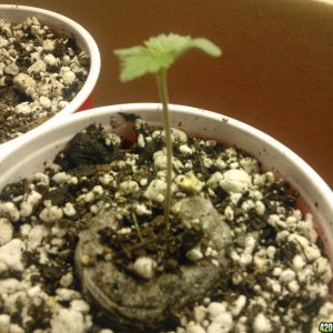 1st grow