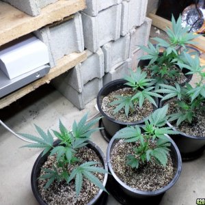 clones in pots