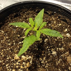 please help first time grower