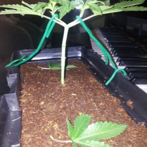 LST Cheese on bad node