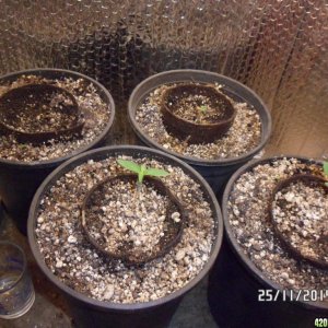 25 November Seedlings!