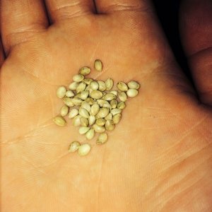 "Lemon drop" shit seeds I got to sprout