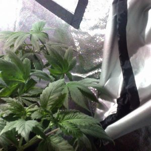topped and trained plants - when to flip?