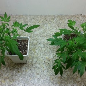 About one month Mob Boss (L) and Blue Dream (R)