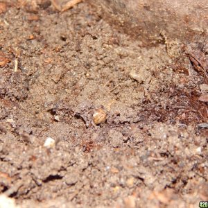 Seedling poking it;s head through the soil