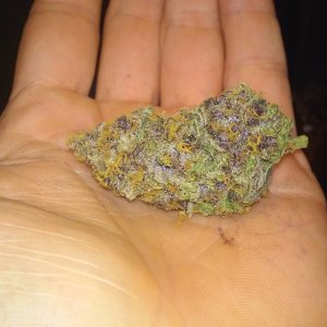 purple afghan 60 day cure