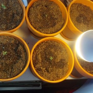 First Outdoor Grow - Seedlings