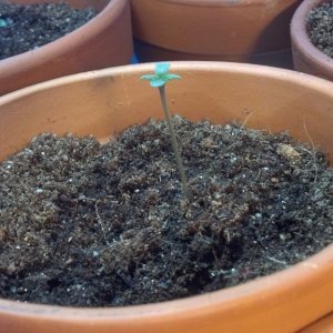 First Outdoor Grow - Seedlings