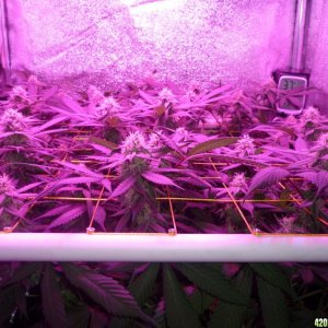 Bay 11 Clones March 16th Day 28 Bloom