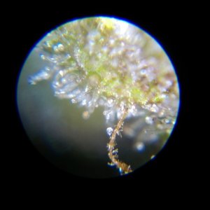 Trichome pictures
