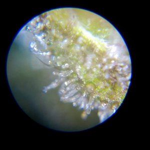 Trichome pictures