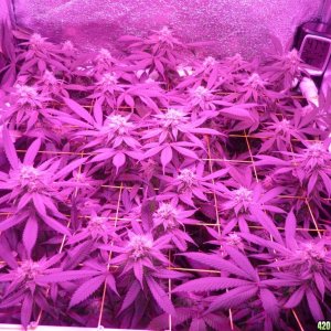 Bay 11 Clones March 23rd Day 35 Flower