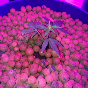 new growth on clones