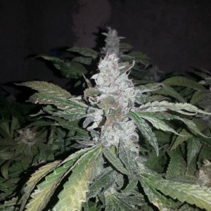 Caboose 50th day of flowering