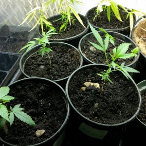 planting clones