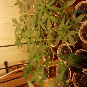 Seedling Closet Grow