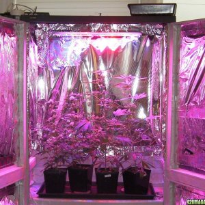 Haight Solid State LED Grow Lights