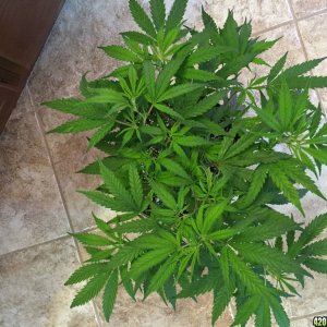 strawberry cough issue