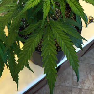 strawberry cough issues