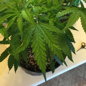 strawberry cough issues