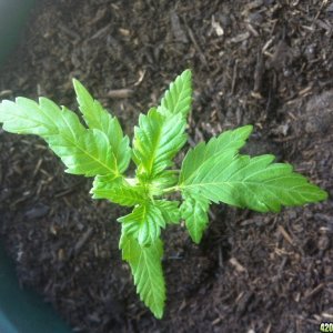 Baby plant