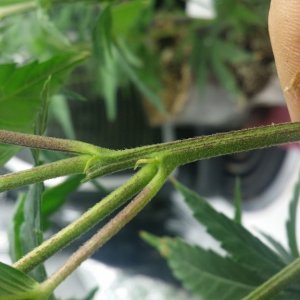 Help sexing plants