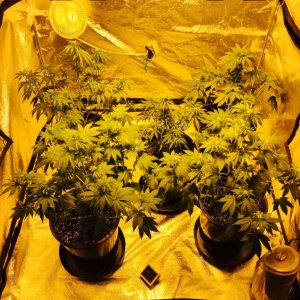 all 5 day day 17 flower
