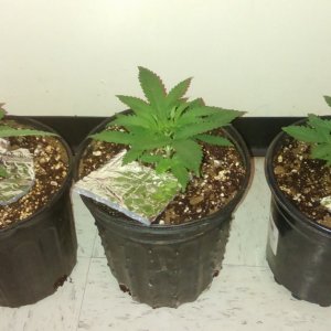 First stealth grow results