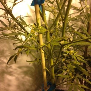 Sick Blueberry Haze Plant (resized)