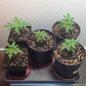 Purple Haze/Big Bud baby plants