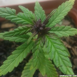 Purple Widow - Flowering after 6 weeks?