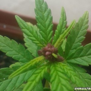 Purple Widow - Flowering after 6 weeks?