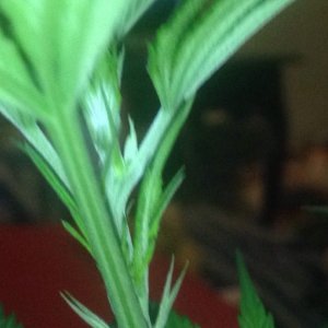 Help trouble identify stage of growth and sex