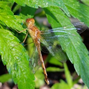 dragonfly_12