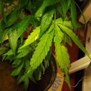 Help with first plant